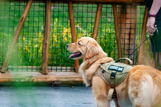 A dog wearing a vest
AI-generated content may be incorrect.