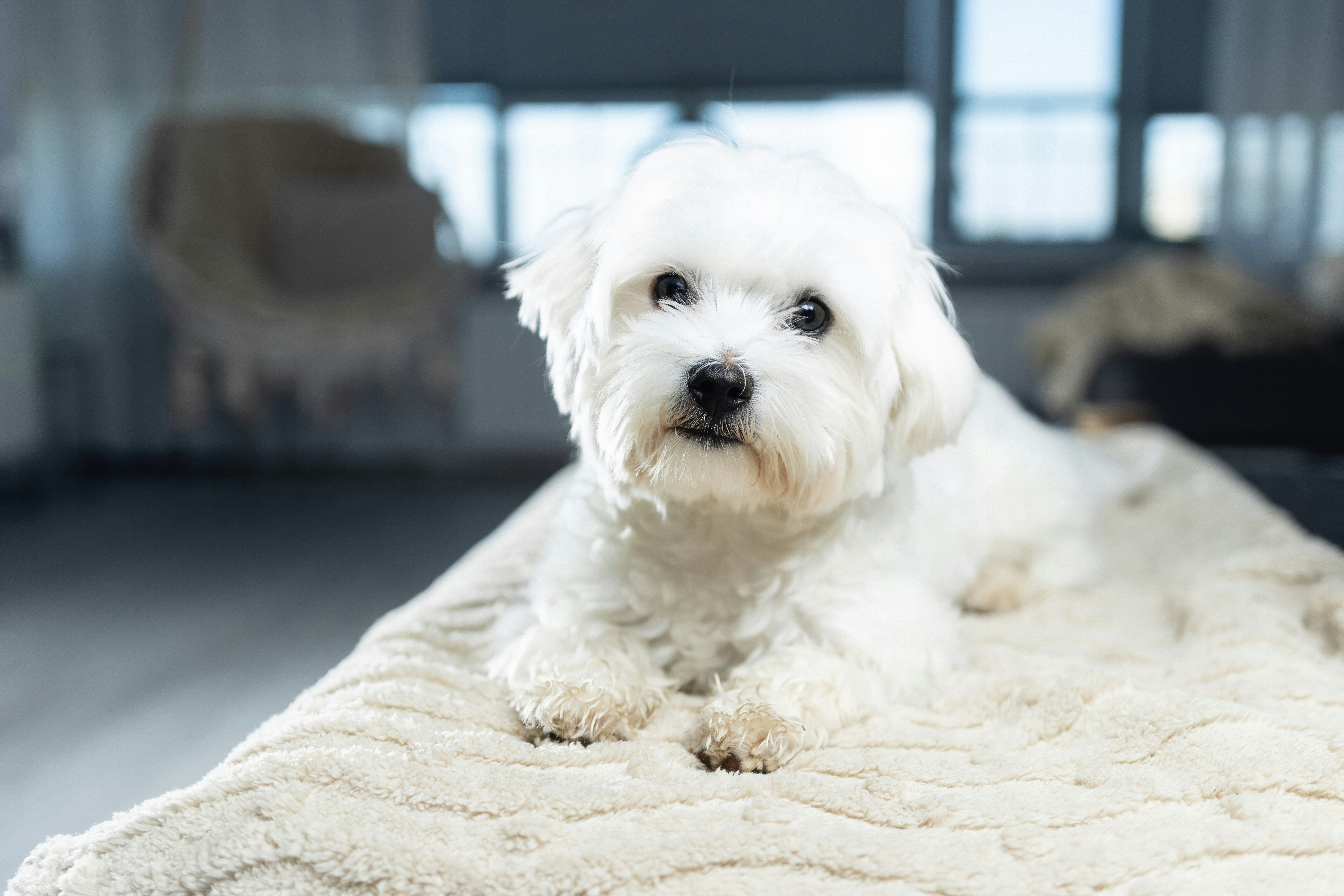 5 Reasons Why It Makes Sense to Allow Pets in Your Rental